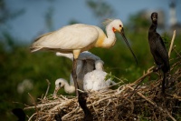 Kolpik bily - Platalea leucorodia - Eurasian Spoonbill o1388